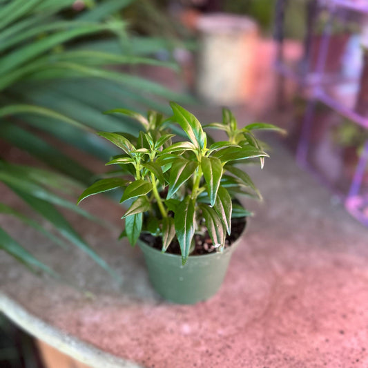 Goldfish Plant 4”