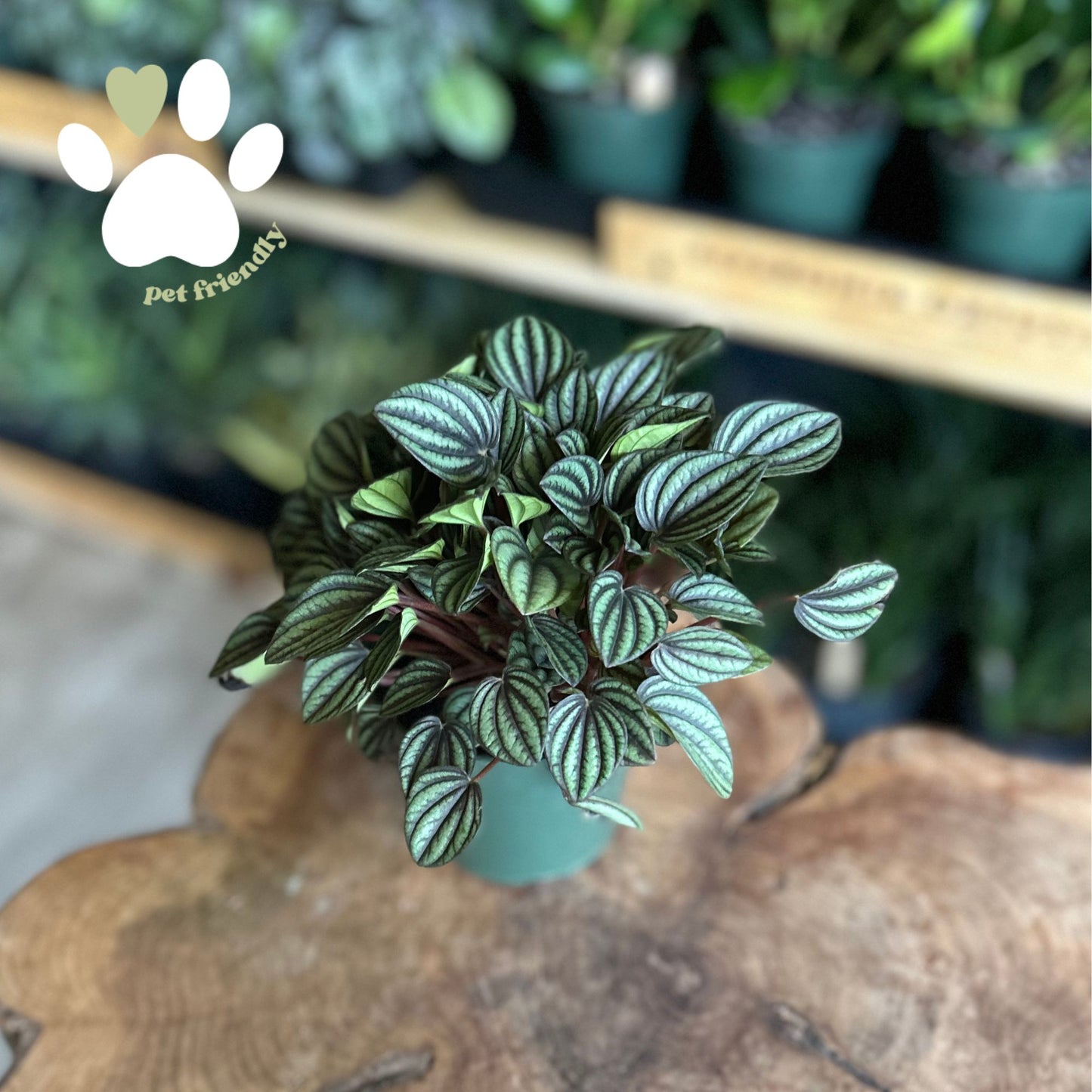 Peperomia Piccolo Banda 4"