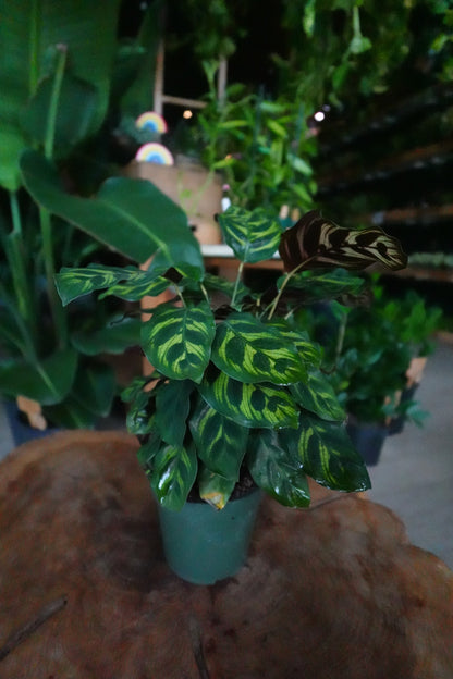 Calathea (Peacock) Makoyana 4”