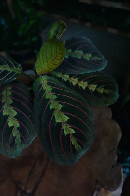 Prayer Maranta Red 4"