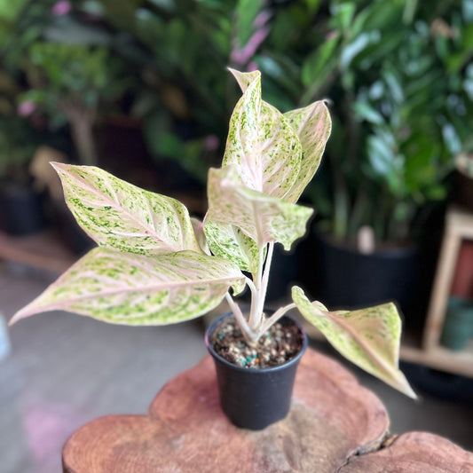 Aglaonema White Snow Dream 4"