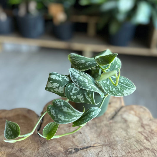 Scindapsus Pictus Argyraeus 4"