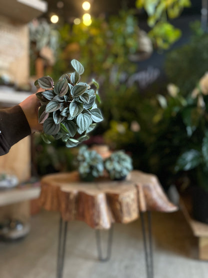Peperomia Napoli Nights 4”