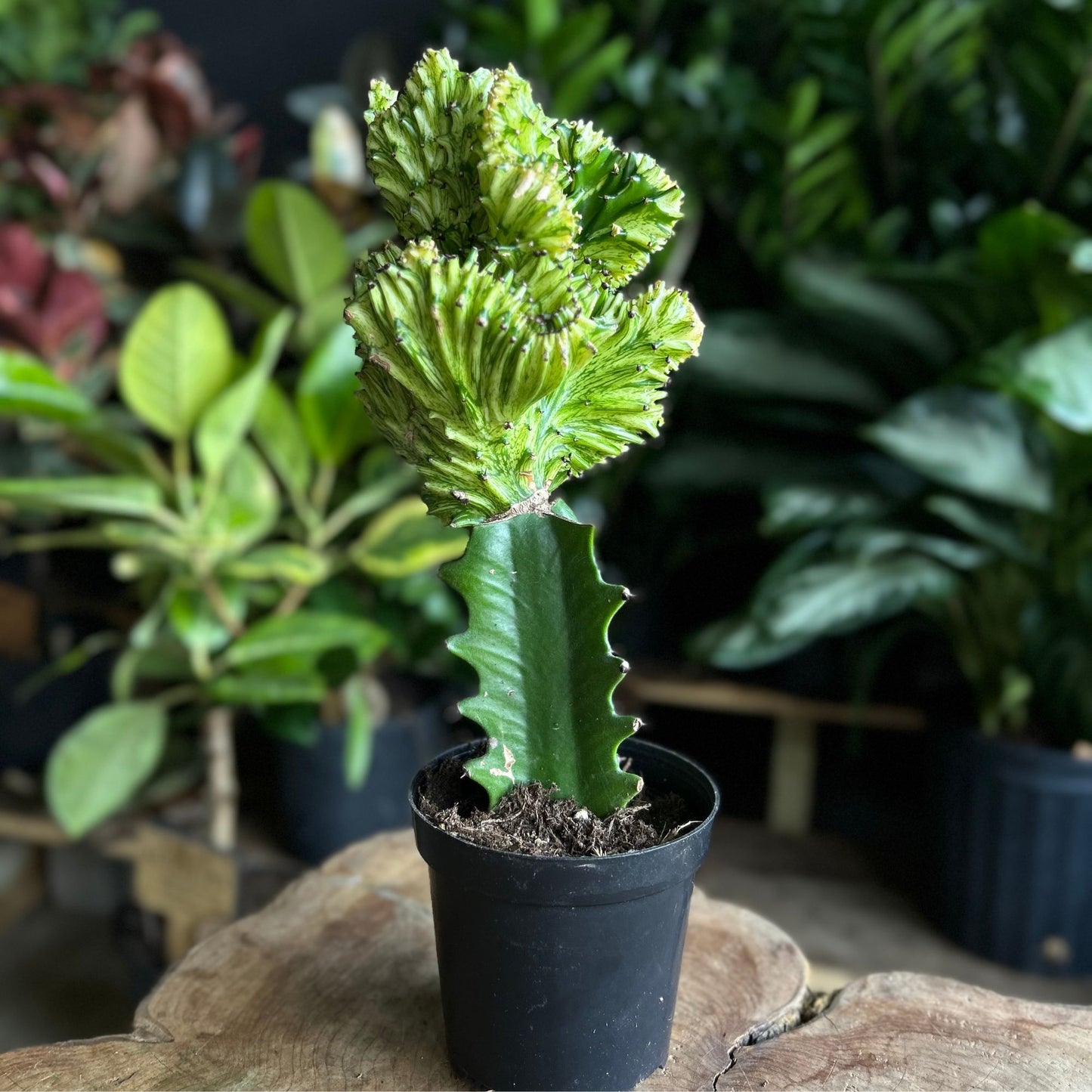 Mermaid Tail Cactus Yellow 4"