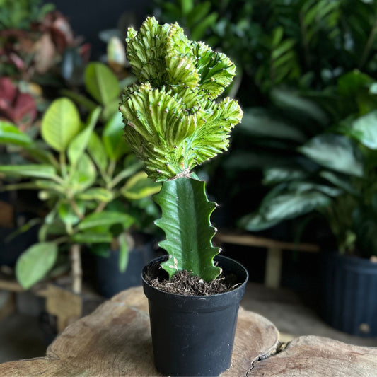 Mermaid Tail Cactus Yellow 4"