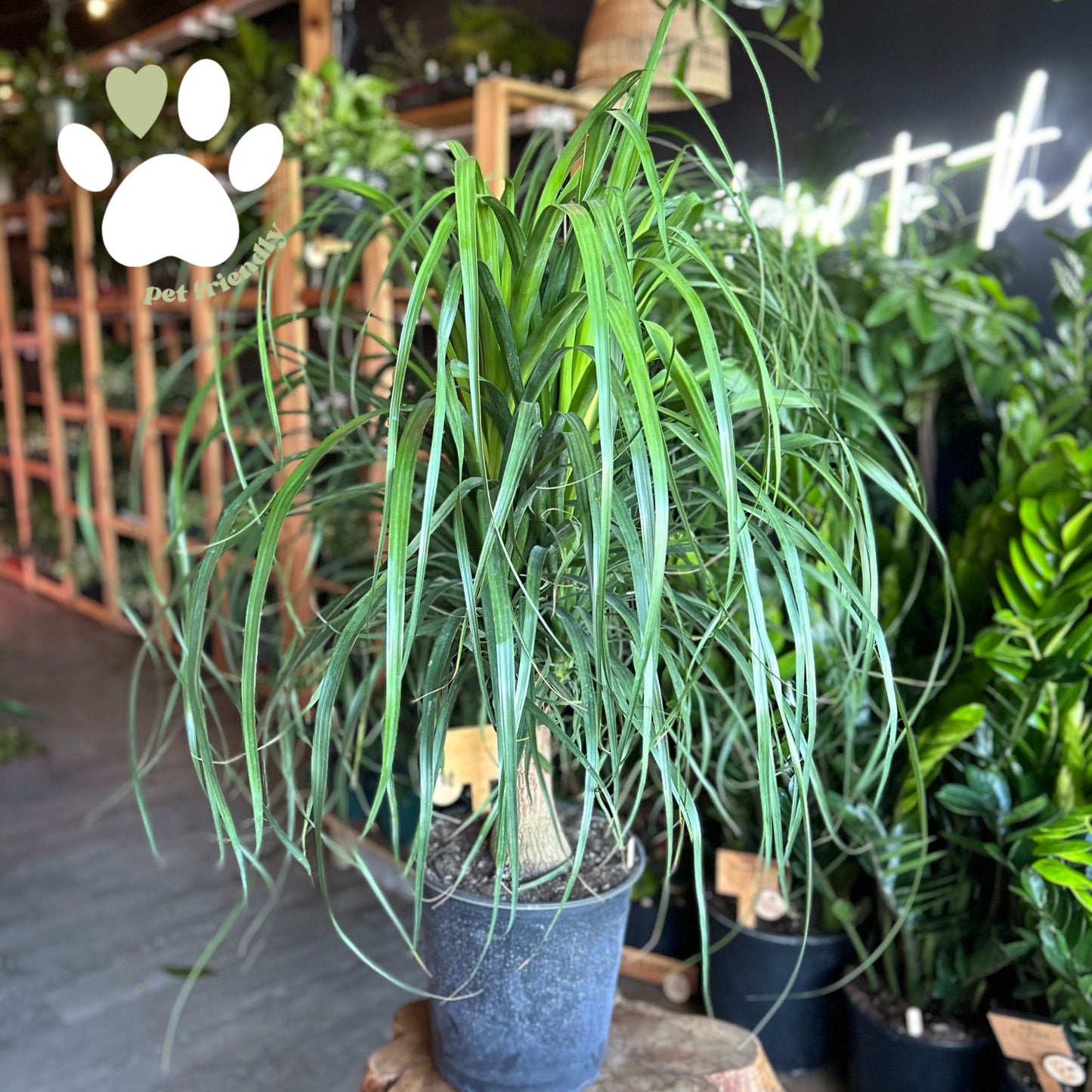 Ponytail Palm Guatemalensis 12"