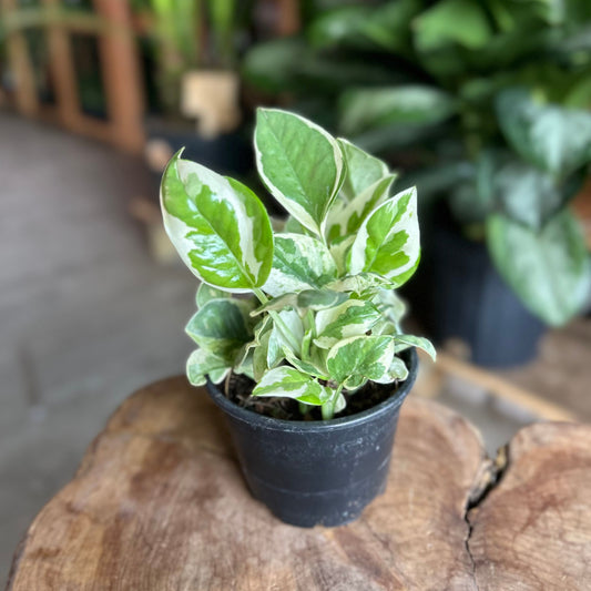 Pothos Pearls + Jade 4”