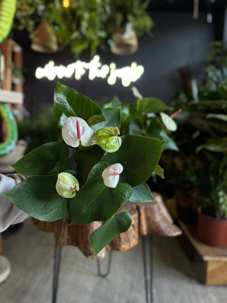 Anthurium White Heart 6”