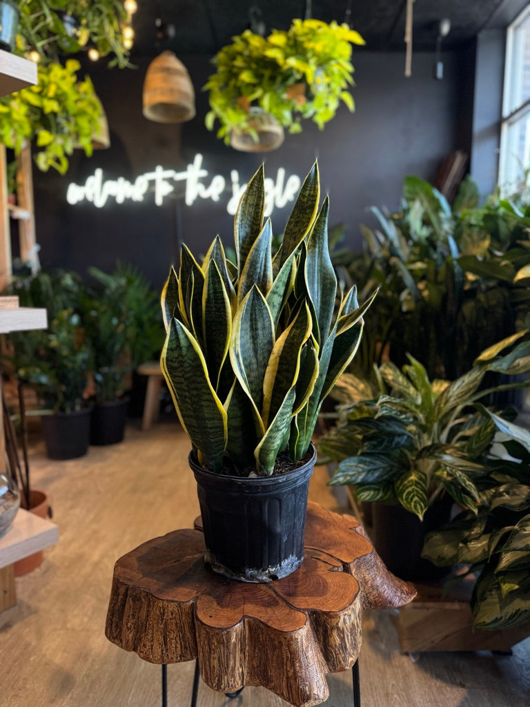 Sansevieria Laurentii Superba (Snake Plant Curly) 8”