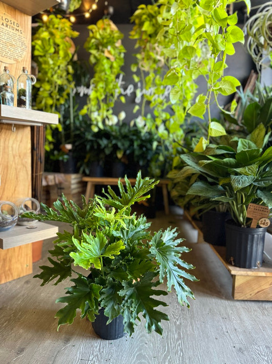 Philodendron Hope Sellom 8"