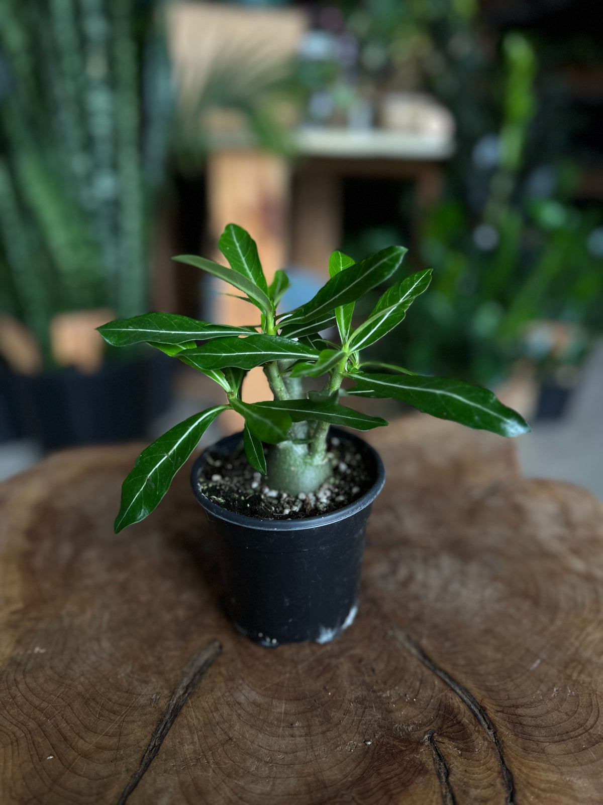 Desert Rose 4"