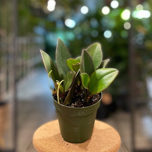 Peperomia Clusiifolia Black 4”