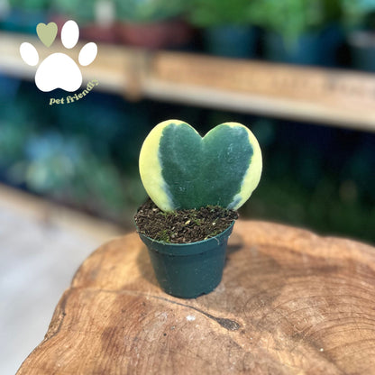Hoya Kerrii 2.5"