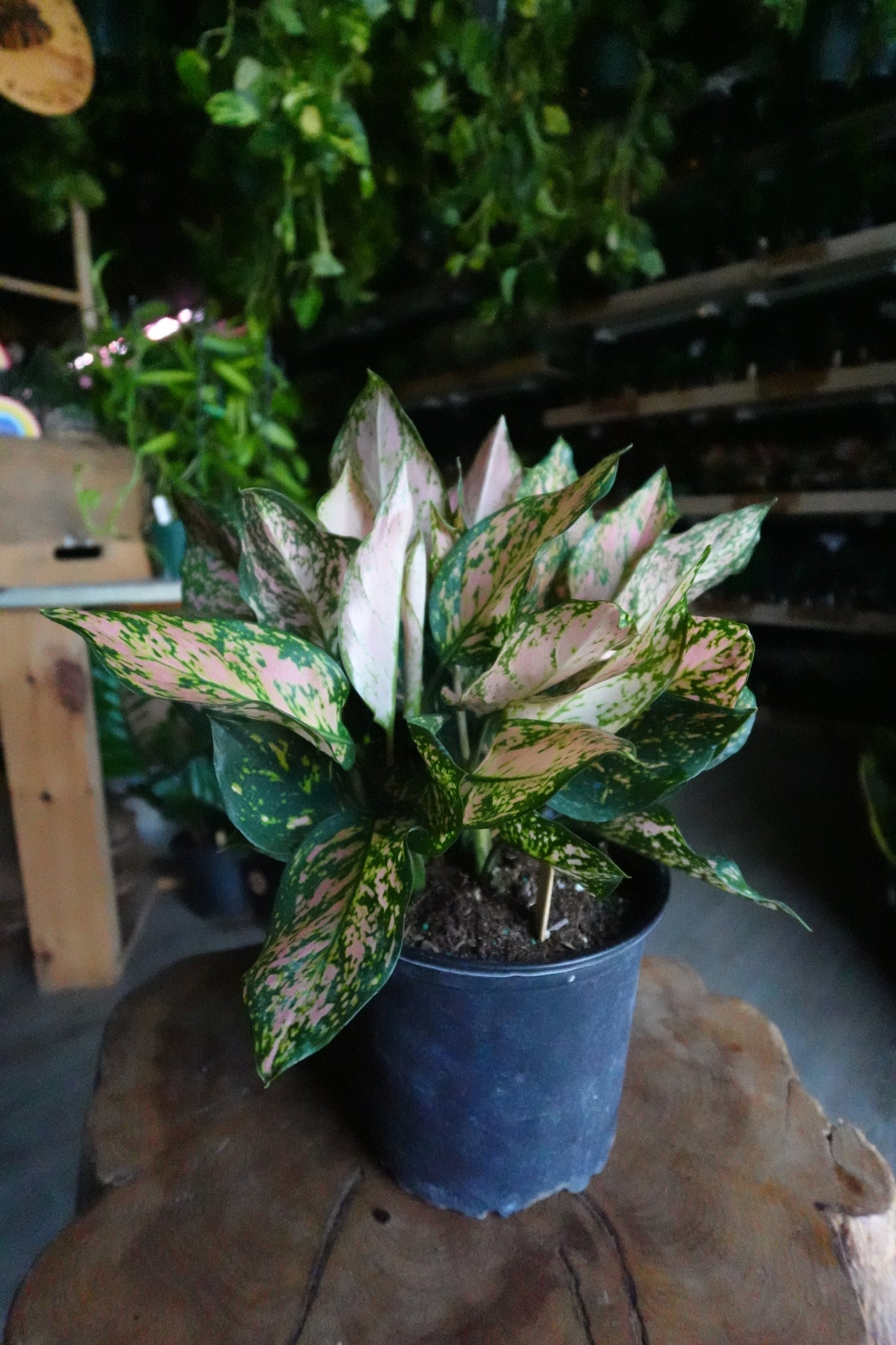 Aglaonema Red Valentine 8”