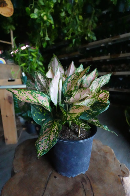 Aglaonema Red Valentine 8”