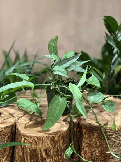 Cebu Blue Pothos 4"