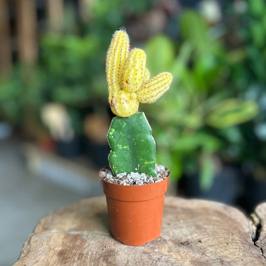 Echinocactus Variegated 2"