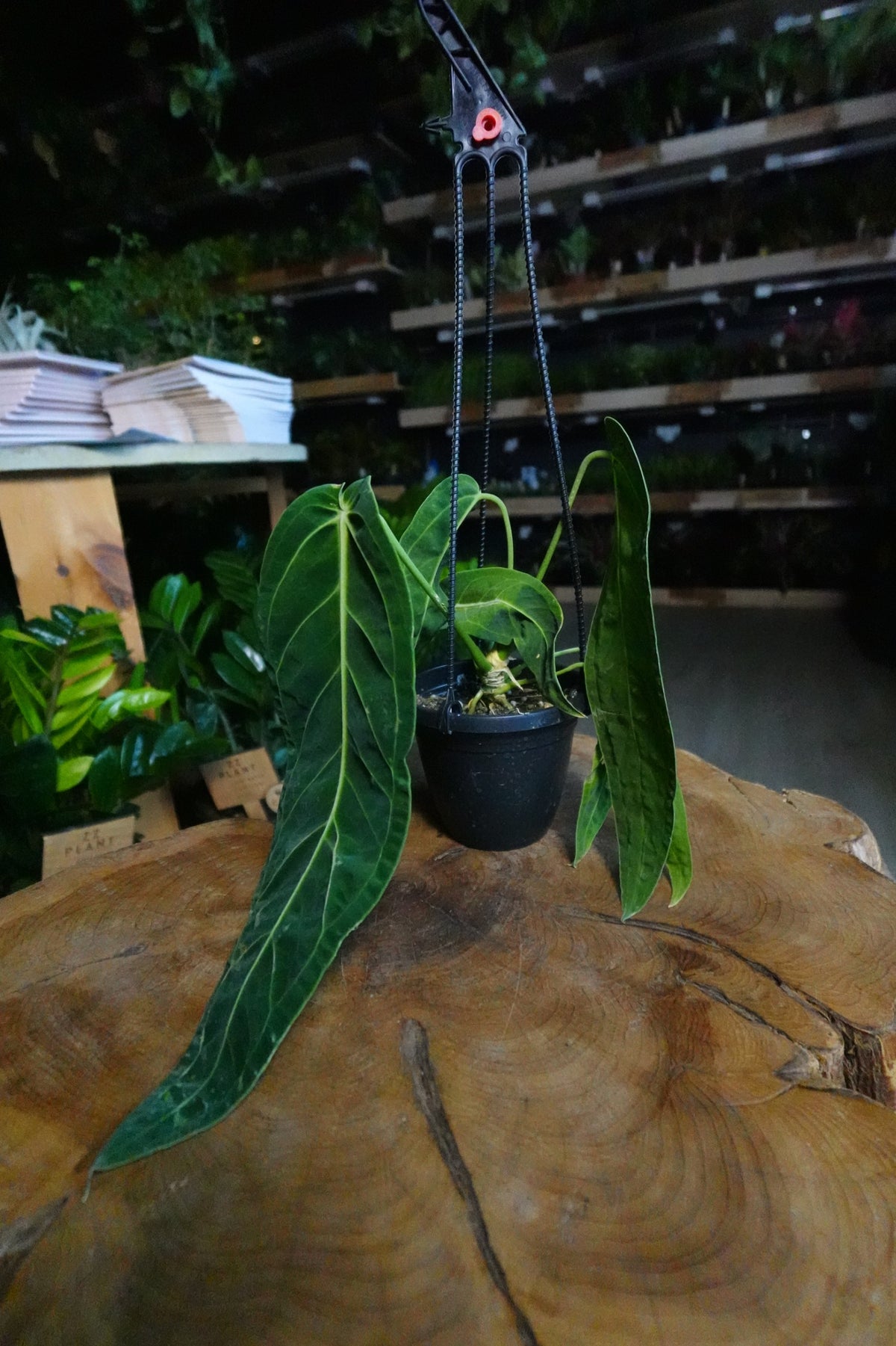 Anthurium Warocqueanum 4" HB