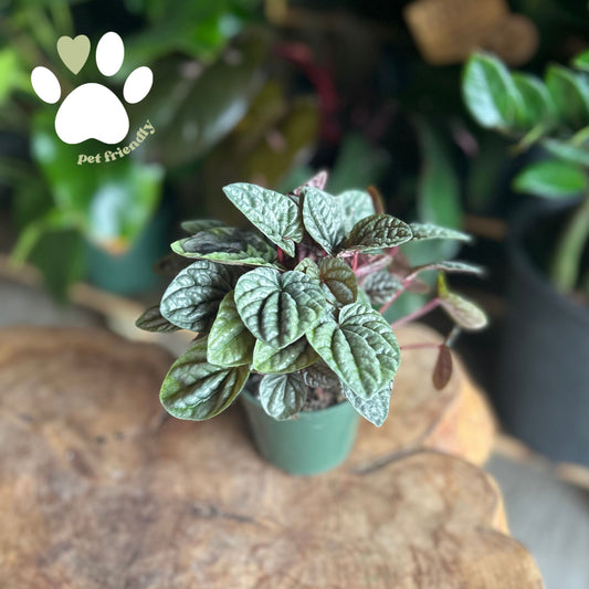 Peperomia Red Luna 4"