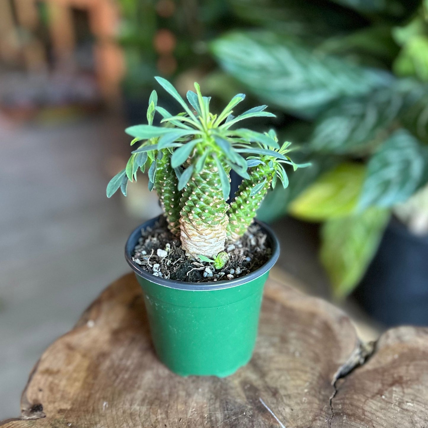 Euphorbia Pineapple 4"
