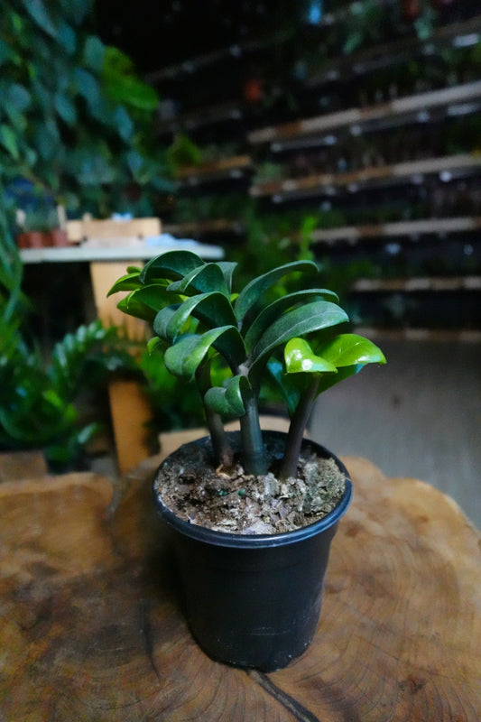 ZZ Plant Zenzi 4"