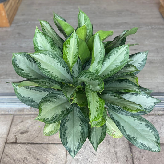 Aglaonema Silver Bay 8"