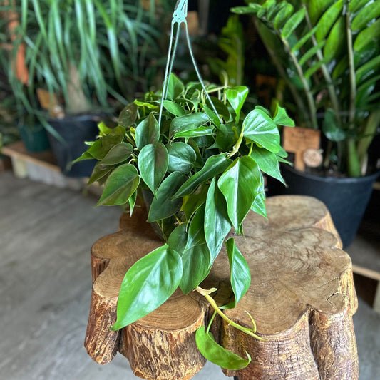 Philodendron Heartleaf 8" HB