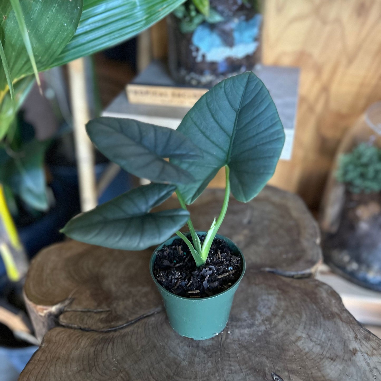 Alocasia Reginae 4"