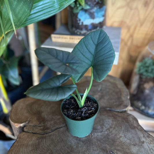 Alocasia Reginae 4"