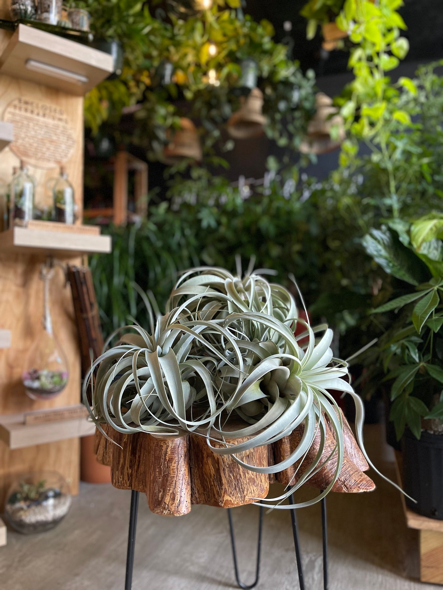 Tillandsia Xerographica