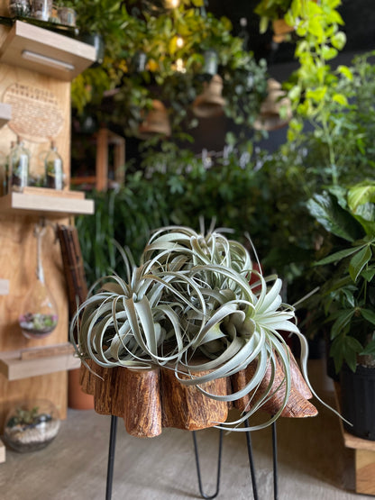 Tillandsia Xerographica