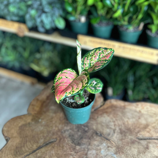Aglaonema Hongyan 4"