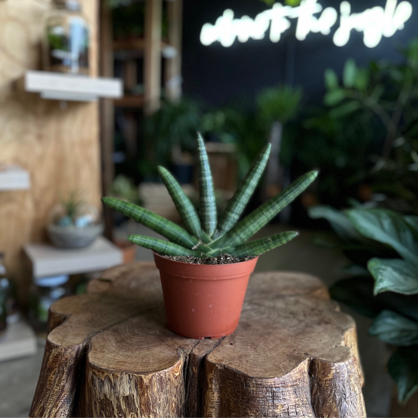 Sansevieria Starfish 6”