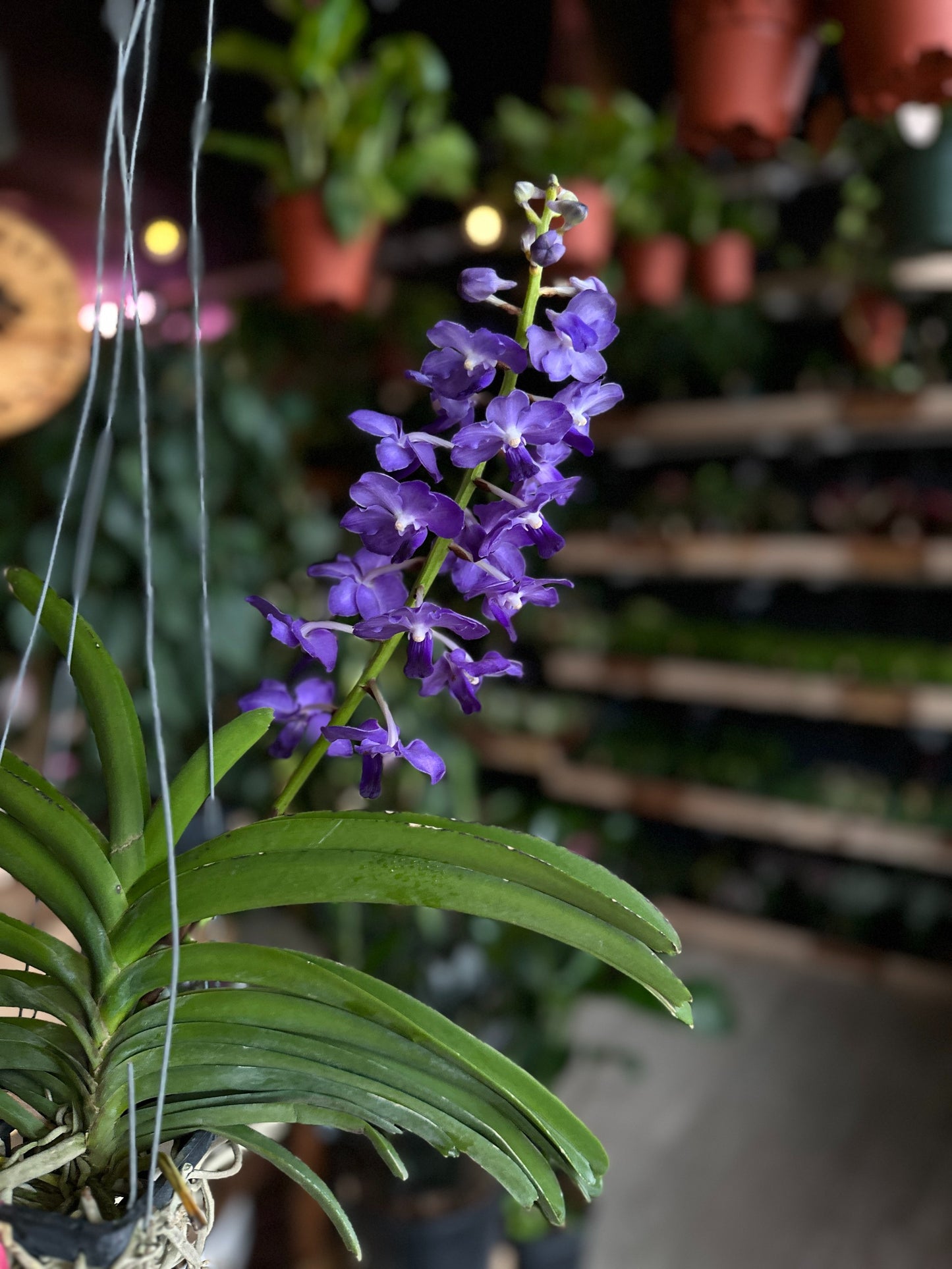 Vanda Orchid 4"