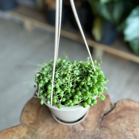 String Of Pearls 4" HB
