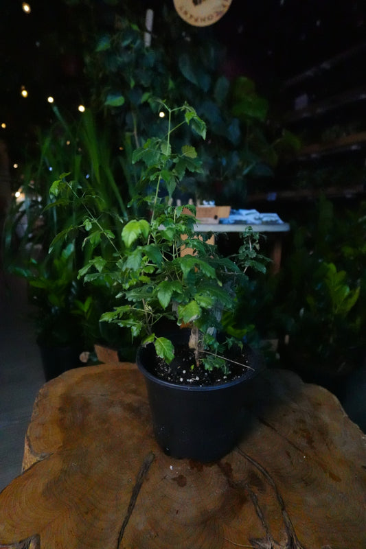 Vitex Negundo 6"