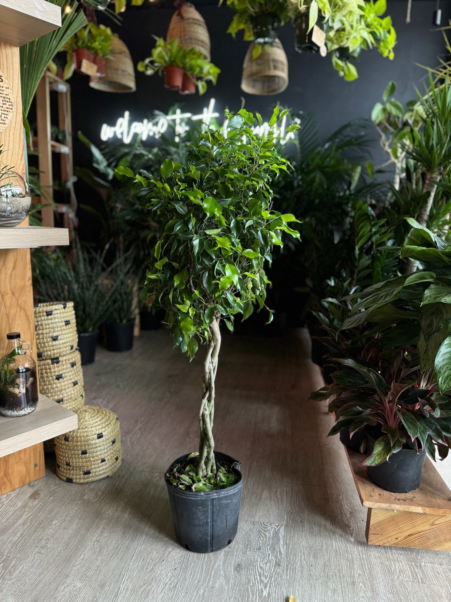 Ficus Benjamina 10"