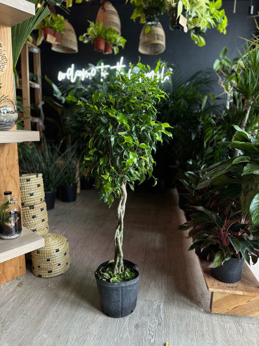 Ficus Benjamina 10"