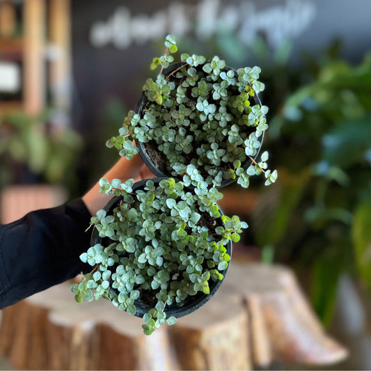 Pilea Baby Tears 4"