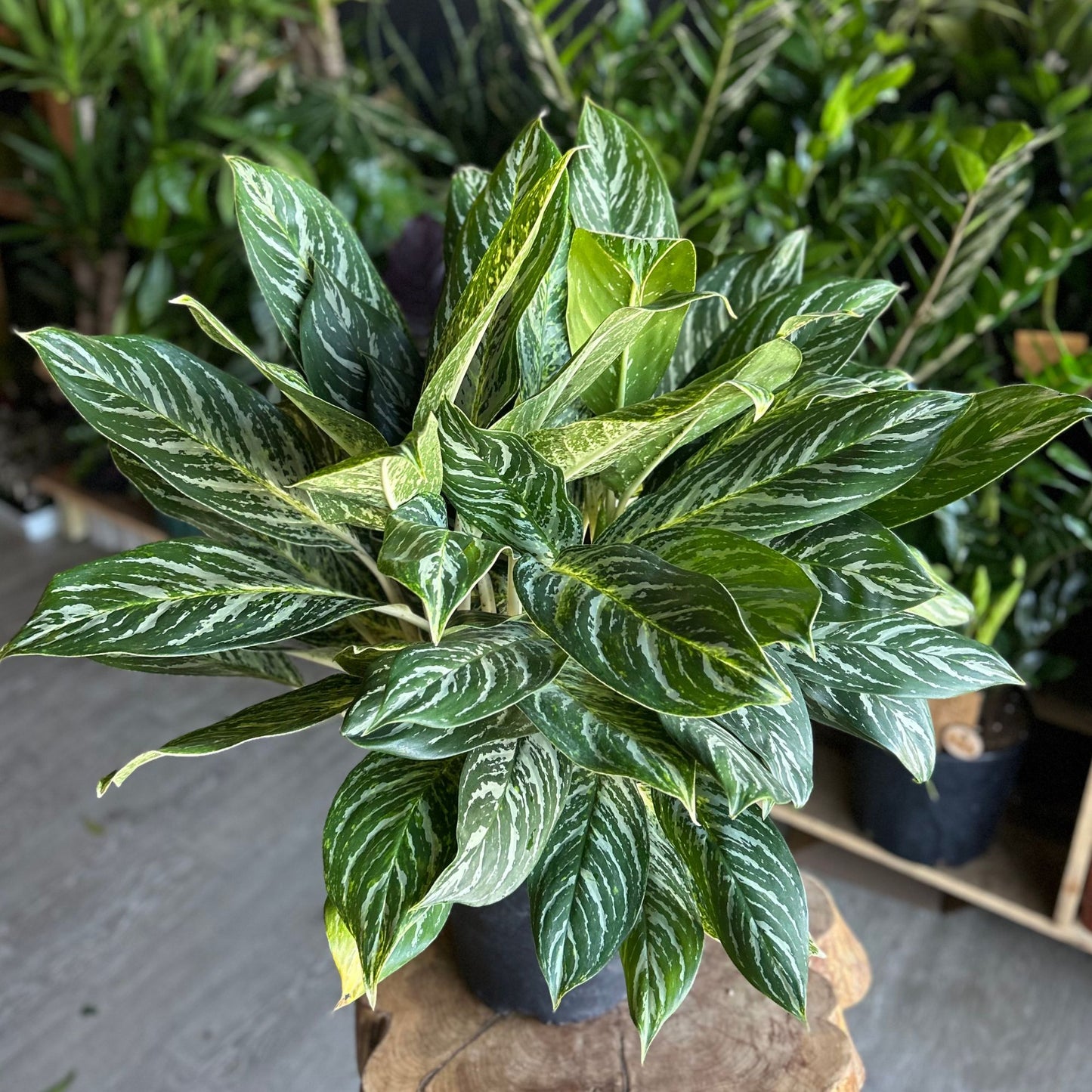 Aglaonema Golden Madonna 10"