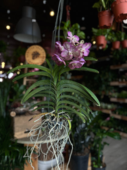 Vanda Orchid 4"