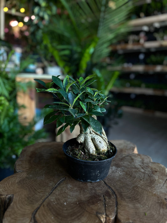 Ficus Ginseng 6”