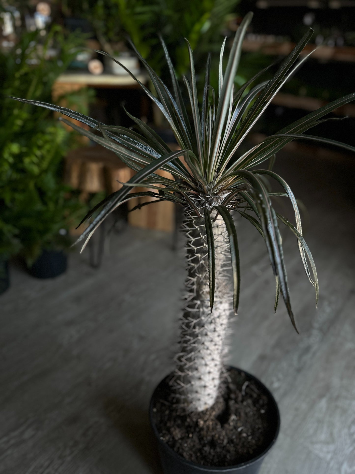 Madagascar Palm 10”