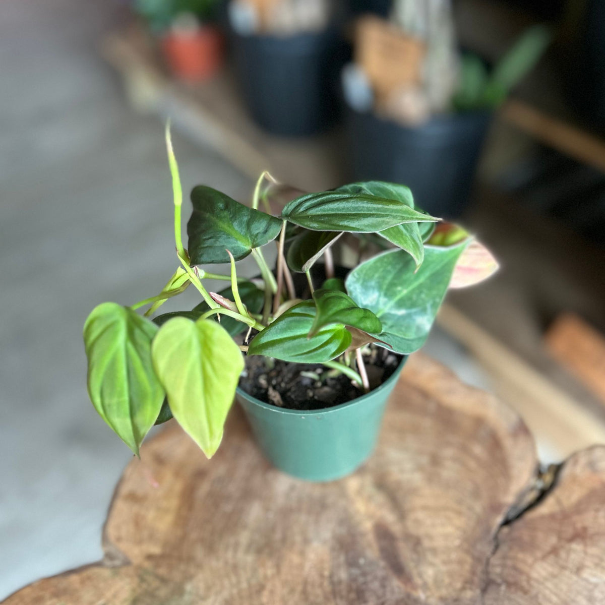 Philodendron Micans 4"