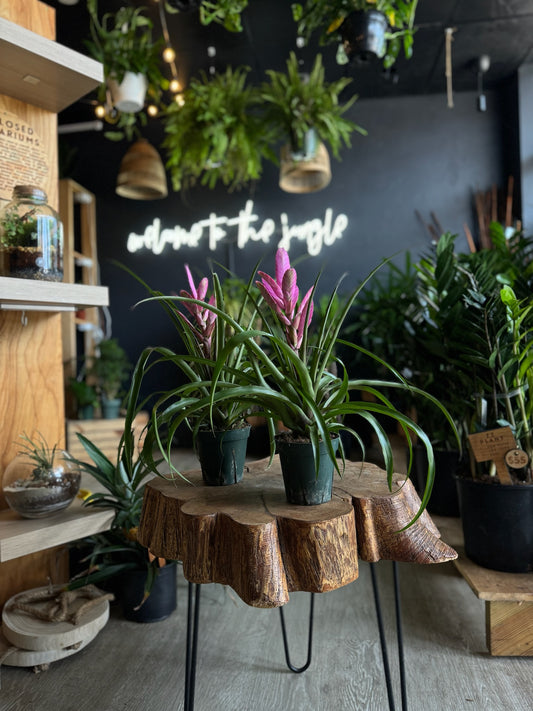 Tillandsia Antonio 5”