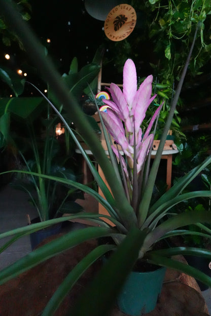 Tillandsia Antonio 6”