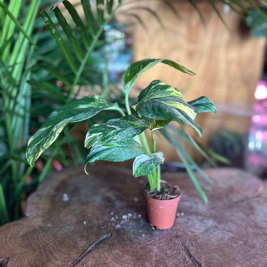 Monstera Lecheriana 2"