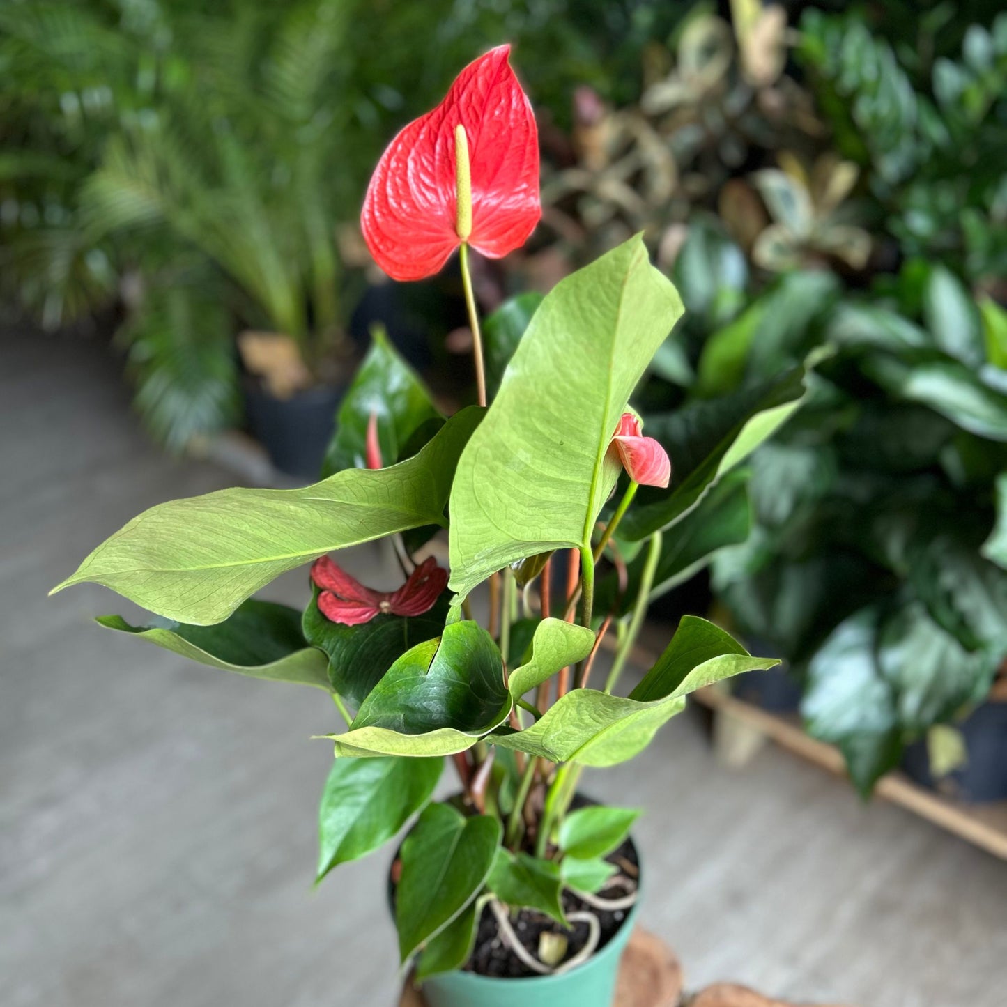 Anthurium Orange 8"