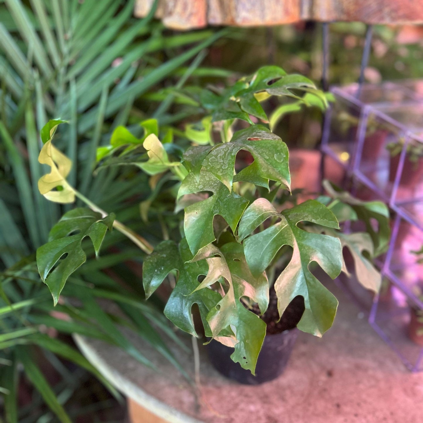 Monstera Minima (Rhaphidophora Tetrasperma) 6"