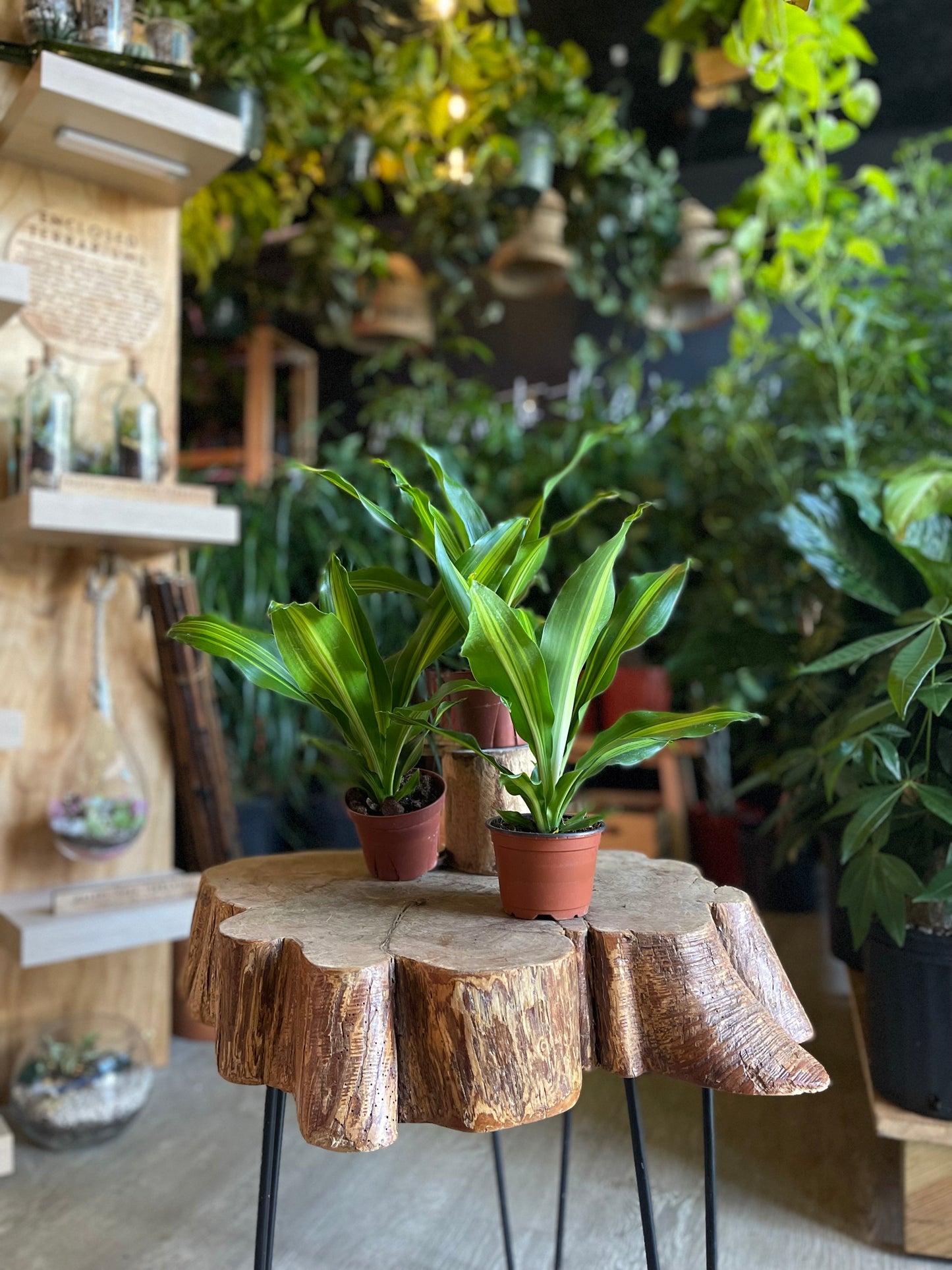 Dracaena Giganta 4”